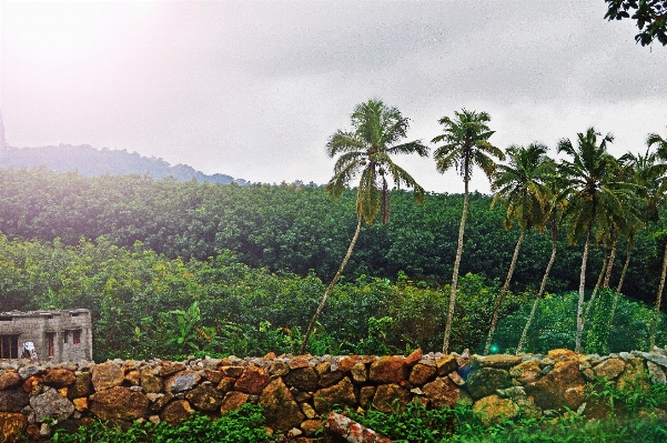 Tree forest plant palm Photo