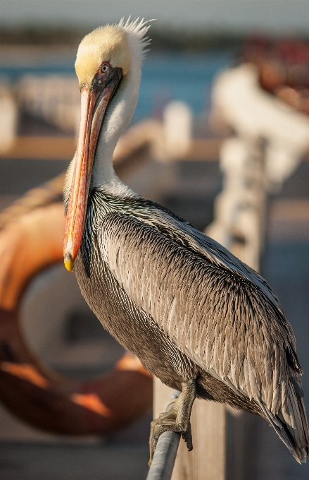 鳥 羽 ペリカン 海鳥
