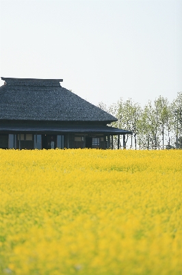 木 植物 分野 農場 写真