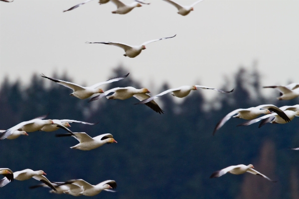 Bird wing seabird flock Photo