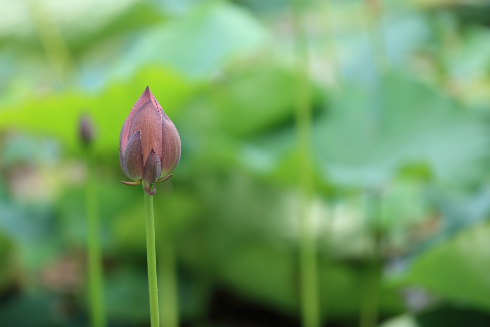 Nature grass plant meadow