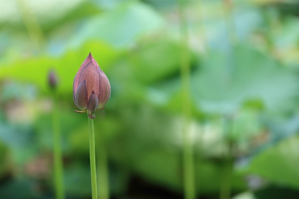 Nature grass plant meadow Photo