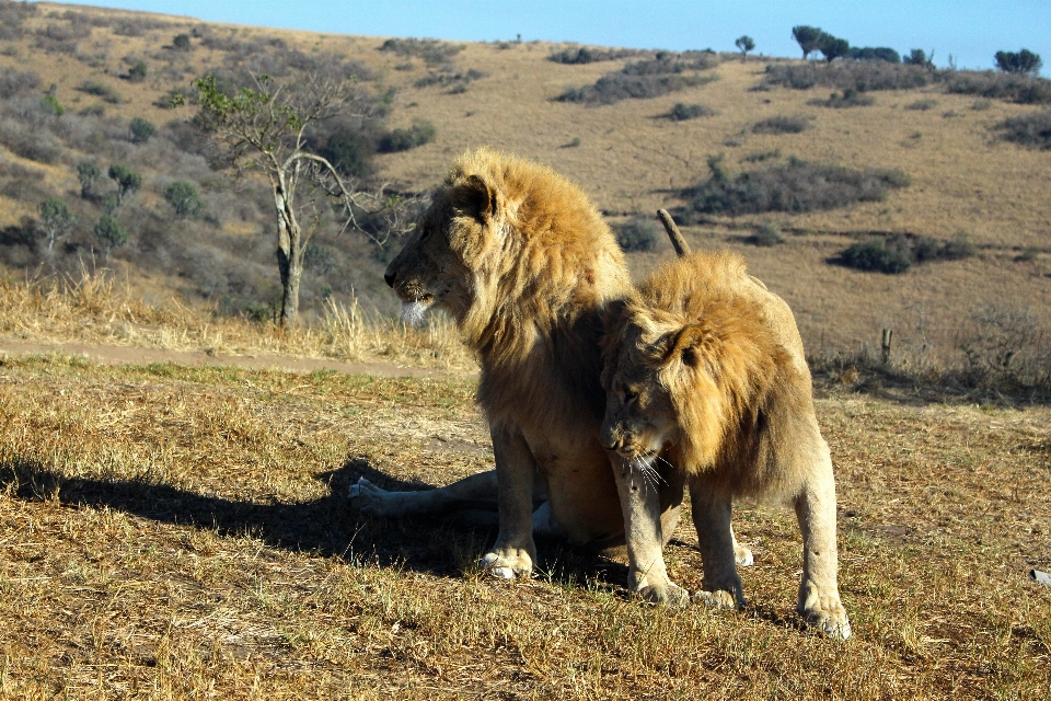 Wilderness adventure wildlife mammal