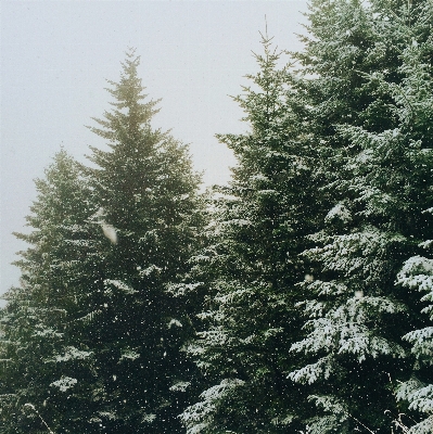 Tree forest branch snow Photo