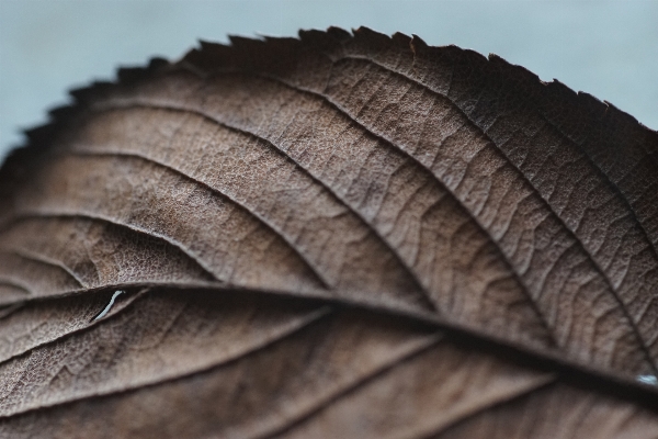 Wing plant wood leaf Photo