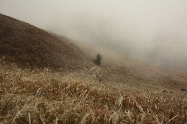 Grass cloud fog field Photo