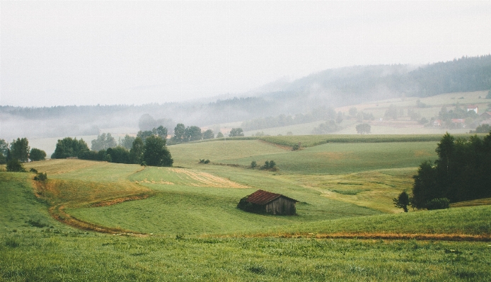 Landscape tree grass field Photo