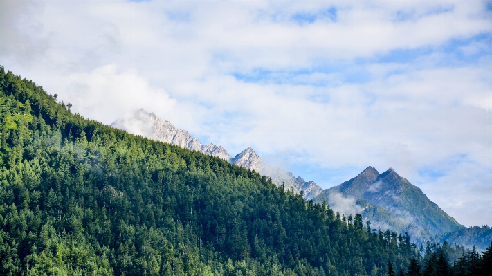 Zdjęcie Drzewo natura las pustynia
