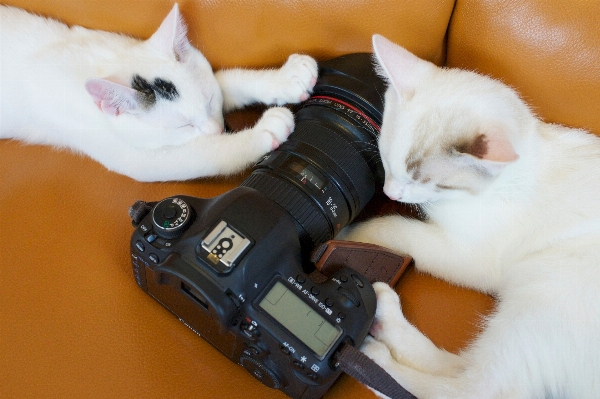 Hand white kitten cat Photo