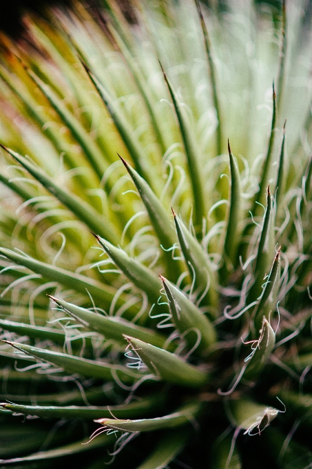 Erba pianta foglia fiore