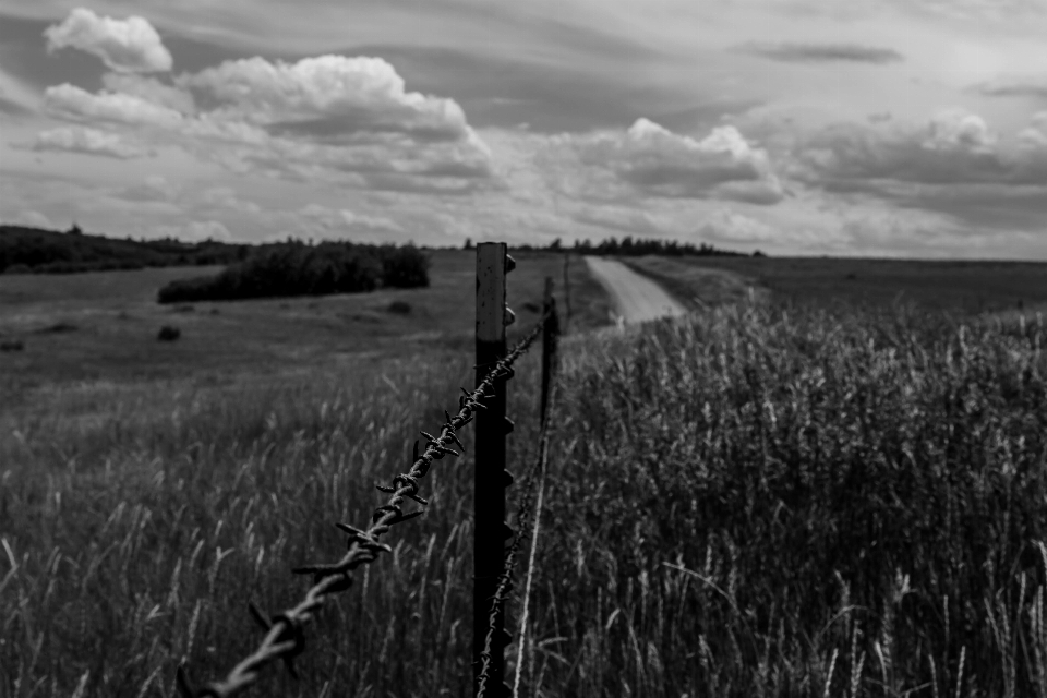 Herbe horizon nuage noir et blanc
