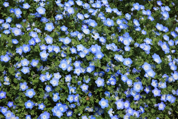 Blossom plant flower daisy Photo