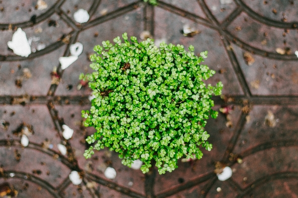 Foto Albero natura ramo fiore