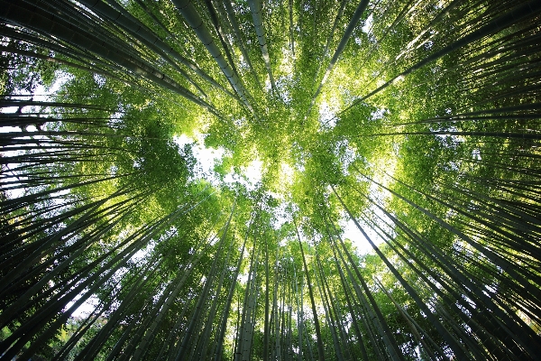 木 森 ブランチ ライト 写真