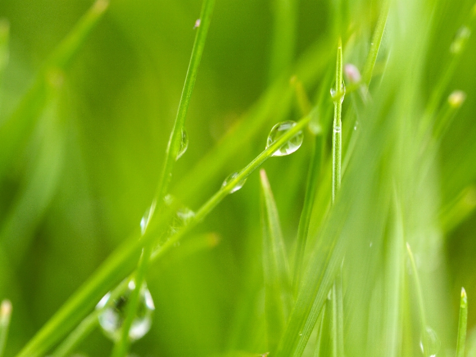 Water nature grass drop