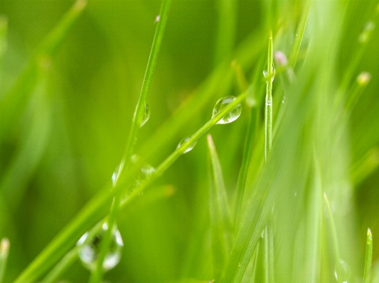 Water nature grass drop Photo