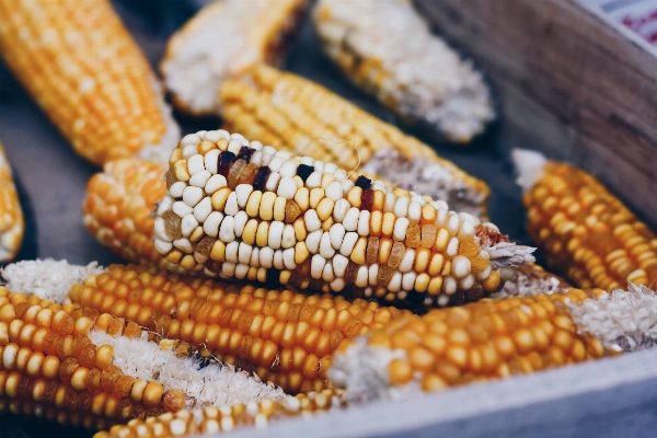 Tabak yemek yiyecek üretmek Fotoğraf