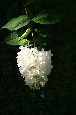 ブランチ 花 植物 葉 写真