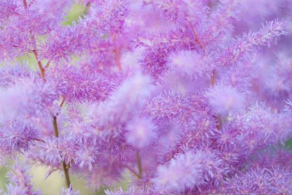 Grass branch blossom plant Photo