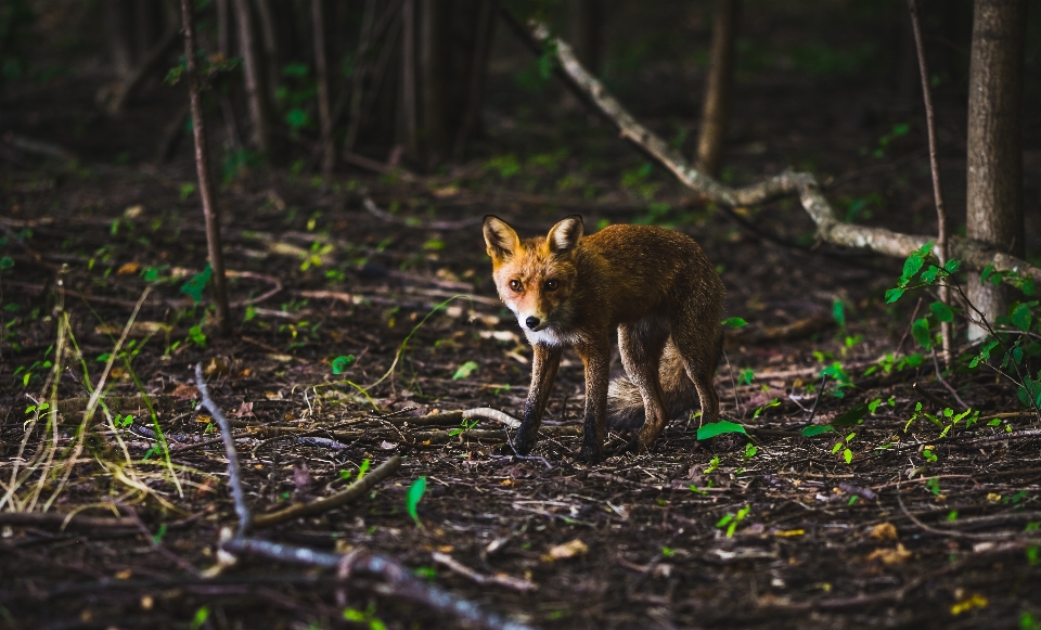 árvore natureza floresta região selvagem
