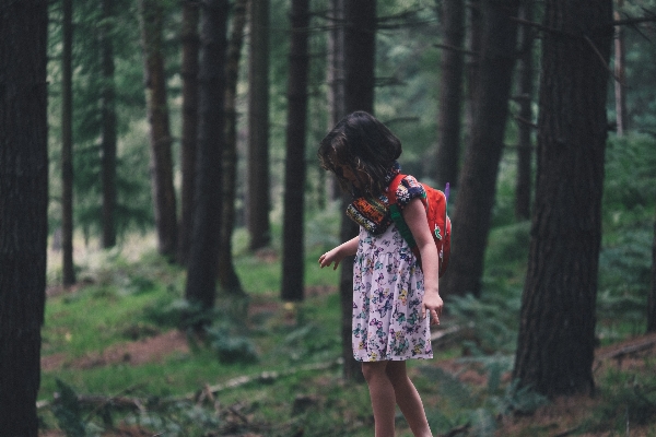 木 森 密林 秋 写真