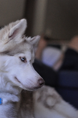 Foto Anak anjing mamalia bertulang belakang
