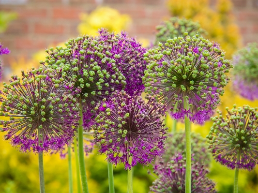 Anlage wiese
 prärie
 blume Foto