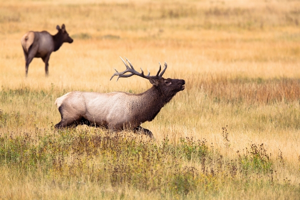 Grass prairie animal wildlife Photo