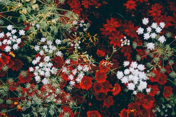 Blossom plant leaf flower Photo