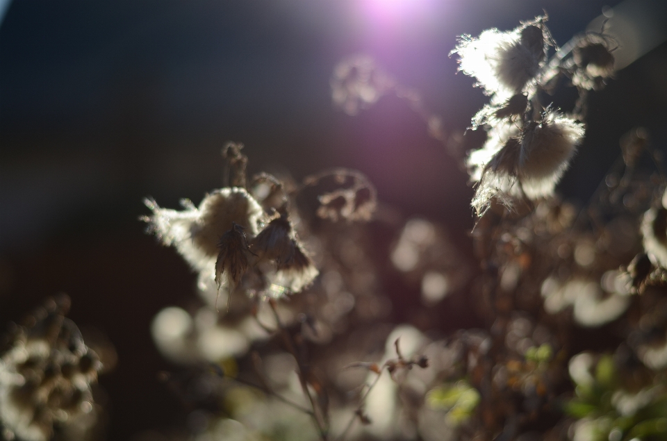 Baum natur zweig blüte