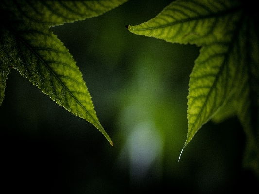 Tree nature grass branch Photo