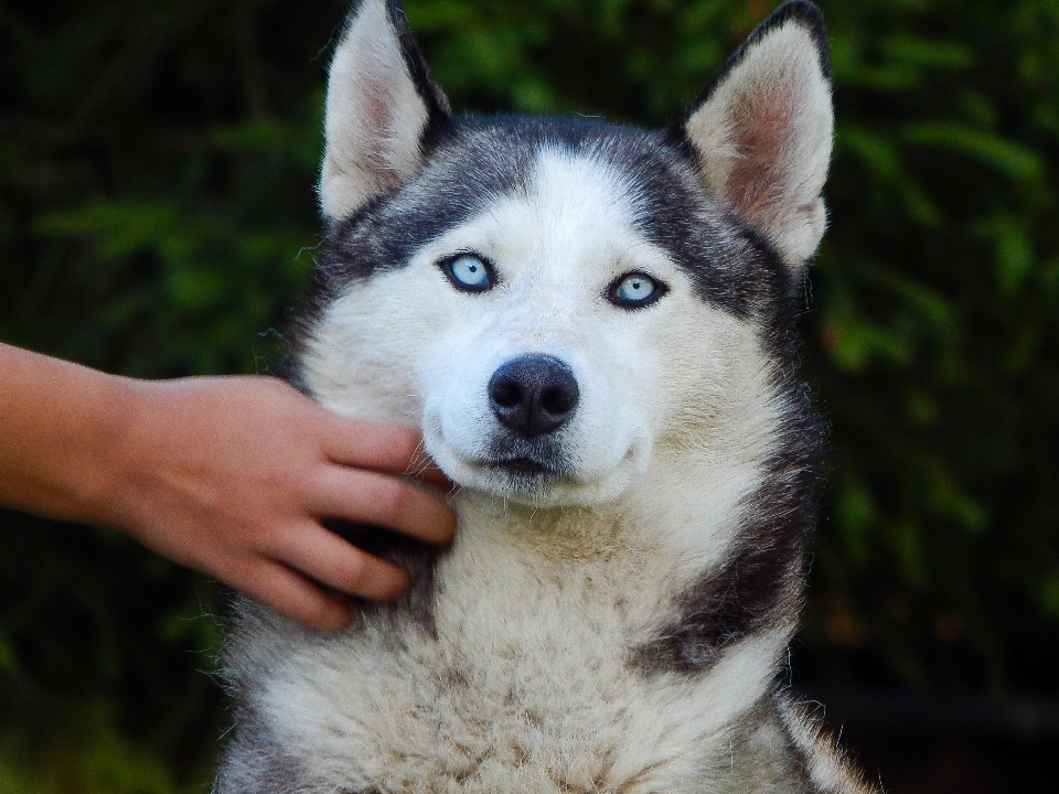 Perro mamífero vertebrado
 raza canina
