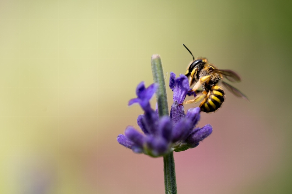 Natura kwitnąć zakład fotografia