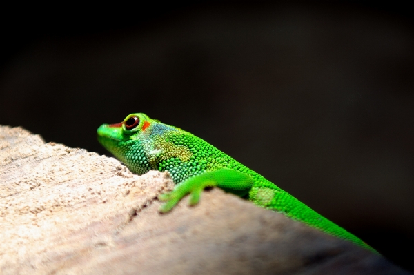 Foto Rock animal fauna silvestre verde