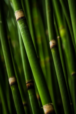 Nature grass branch plant Photo