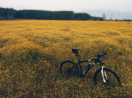 Zdjęcie Krajobraz trawa horyzont pole