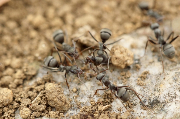 Sand ground wildlife dirt Photo