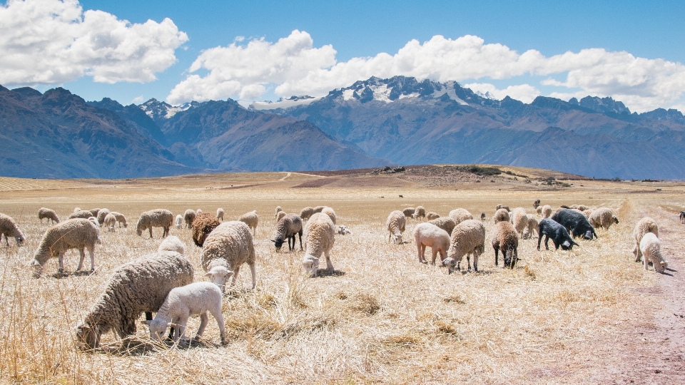 Paysage herbe montagne nuage