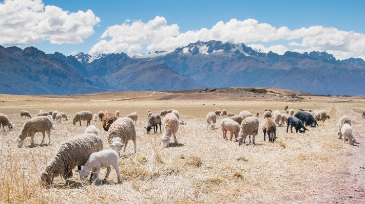 Foto Paisagem grama montanha nuvem