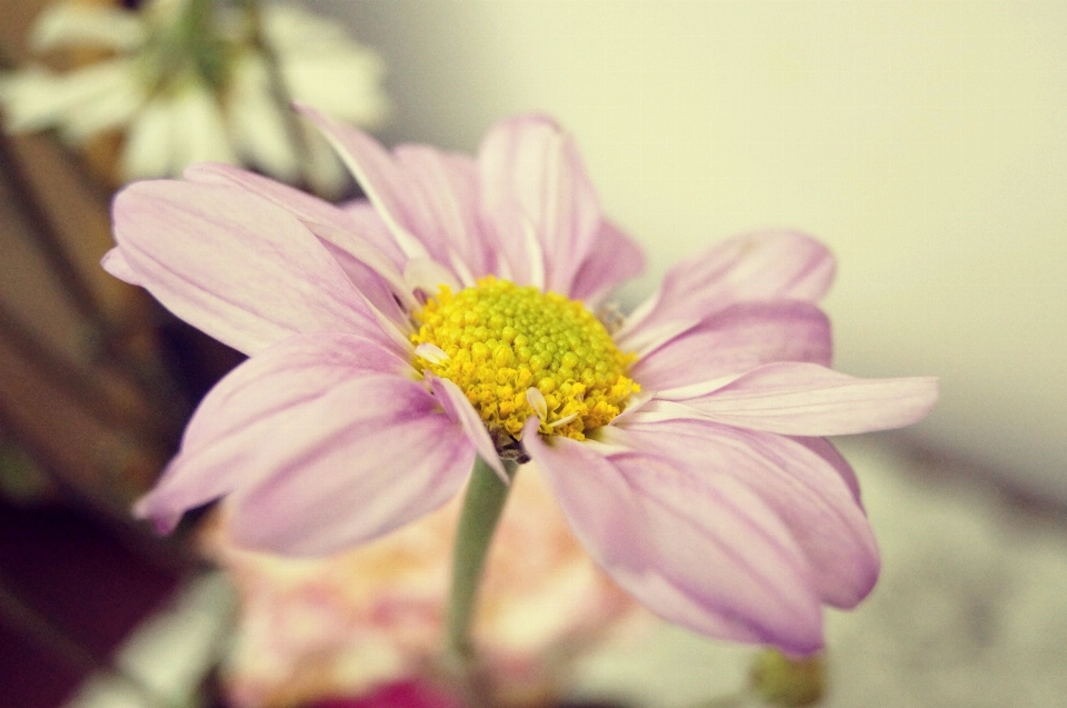 Nature blossom plant photography