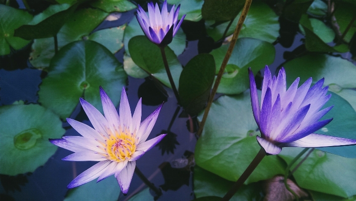 Foto Florecer planta flor pétalo