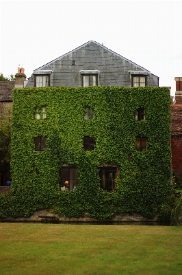 Foto árvore grama fazenda mansão
