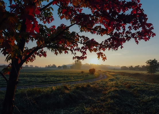 Foto Paesaggio albero natura ramo