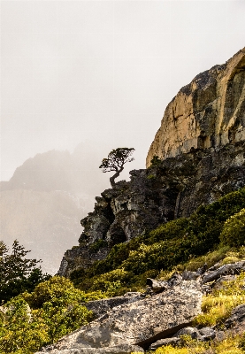 Landscape sea coast tree Photo