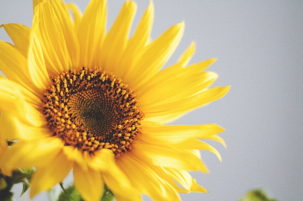 Bitki çiçek taç yaprağı sarı Fotoğraf