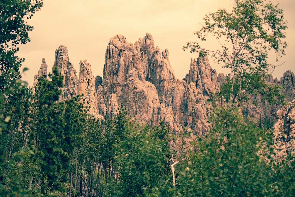 Paisaje árbol naturaleza bosque