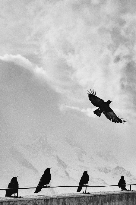 Silhouette montagne oiseau aile