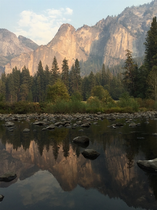 風景 木 水 自然