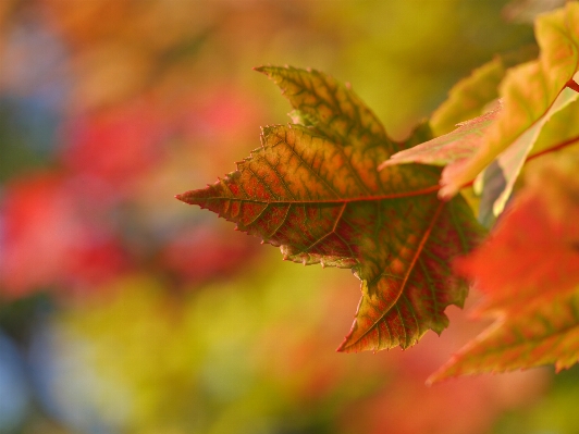 Photo Arbre nature bifurquer usine