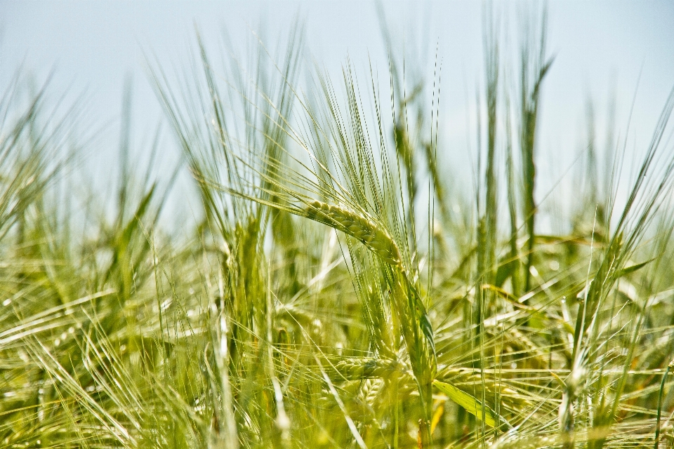 Grass plant field lawn